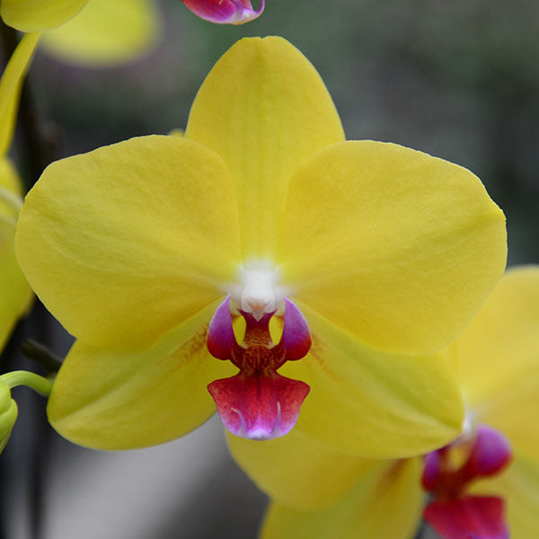 Heirloom Yellow Pink Phalaenopsis Orchid Flower Seeds for planting in home garden