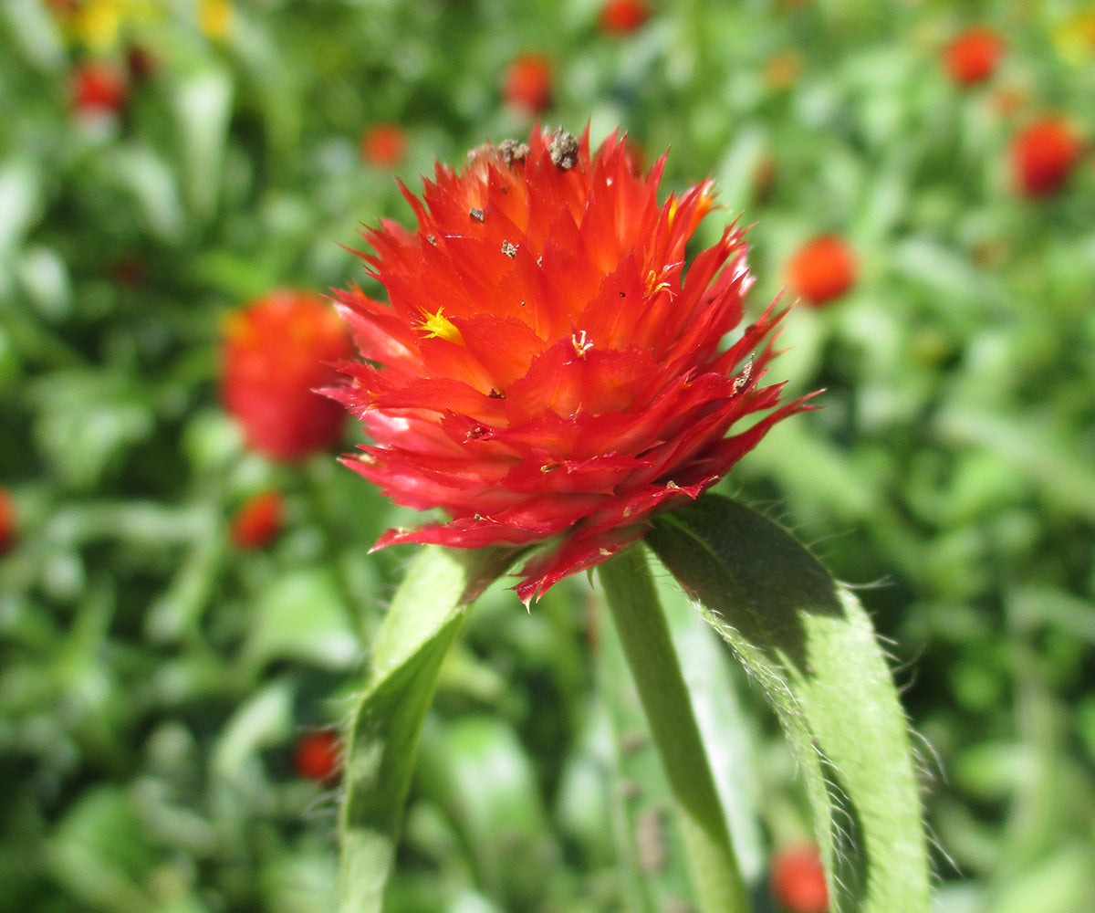 Globe Amaranth- Strawberry Fields
