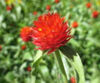Globe Amaranth- Strawberry Fields