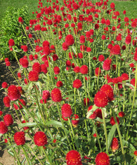 Globe Amaranth- Strawberry Fields