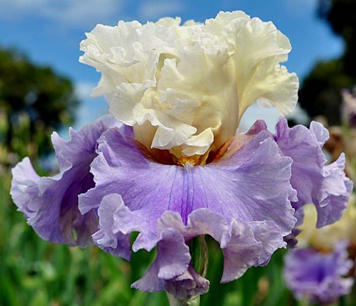 Rhythm of Love Bearded Iris Seeds