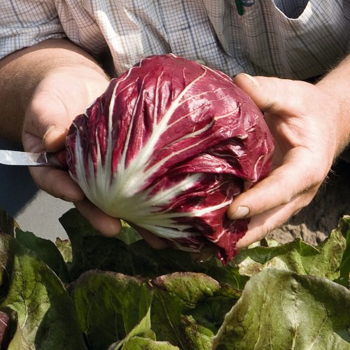Leonardo – Organic Radicchio Seed