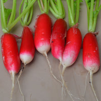 French Breakfast – Organic Radish Seed