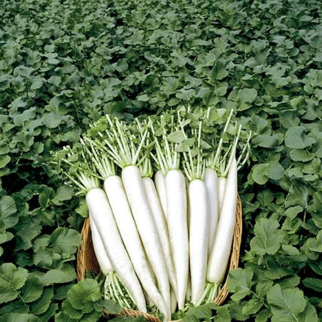 Summer Cross  – Radish Seed