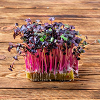 Radish, Purple Stem – Organic Microgreen Seed