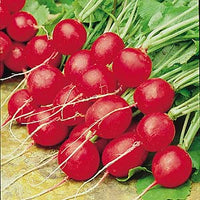Radish Imported Scarlet Red Globe Vegetable Seeds