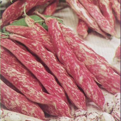 Rainbow Bean Base Dedicated To Organic Vegetable Seeds