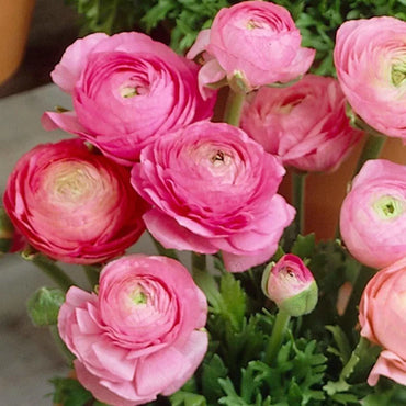 Ranunculus Pink Bulbs