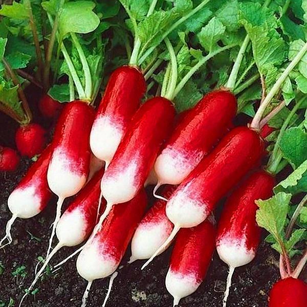 Rare Sausage Radish Seeds Juicy And Nutritious Early Spring Radi