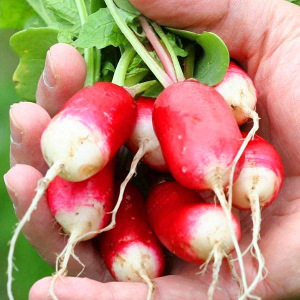 Rare Sausage Radish Seeds Juicy And Nutritious Early Spring Radi