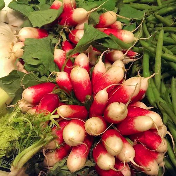 Rare Sausage Radish Seeds Juicy And Nutritious Early Spring Radi