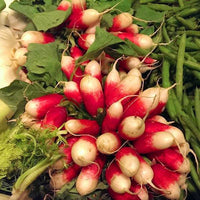 Rare Sausage Radish Seeds Juicy And Nutritious Early Spring Radi