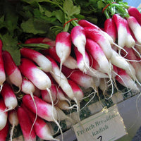Rare Sausage Radish Seeds Juicy And Nutritious Early Spring Radi