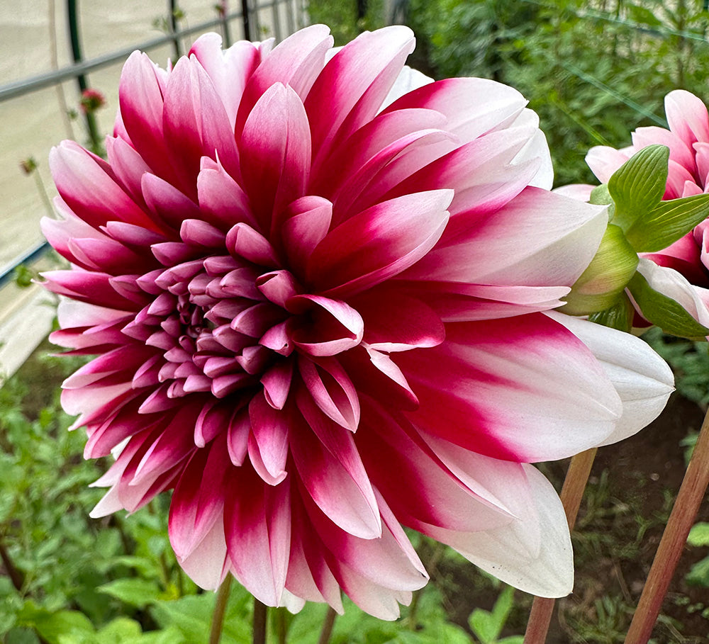 Dahlia- Raspberry Cream (Tuber)