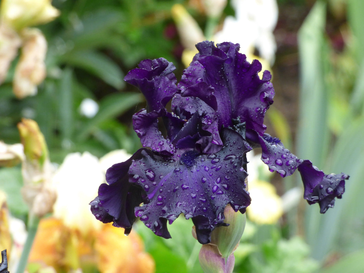 Raven Girl Bearded Iris Seeds