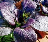 Red Pac – Bok Choy Seeds