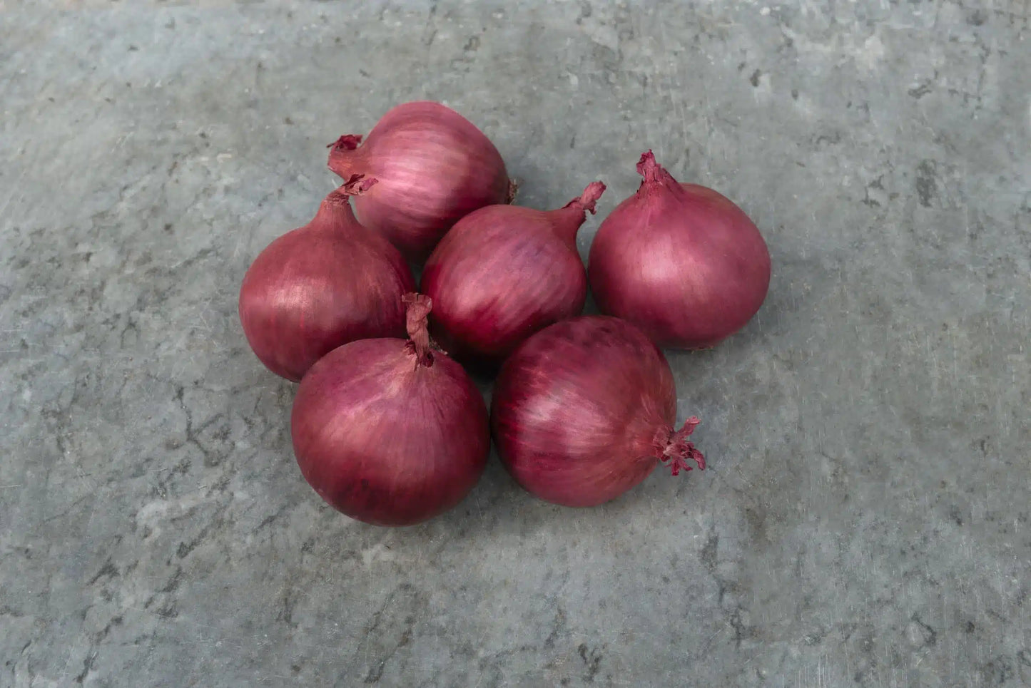 Redwing – Onion Seed