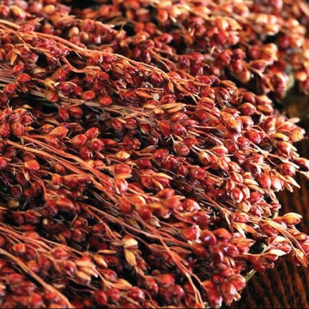 Red Broom Corn – Broom Corn Seed