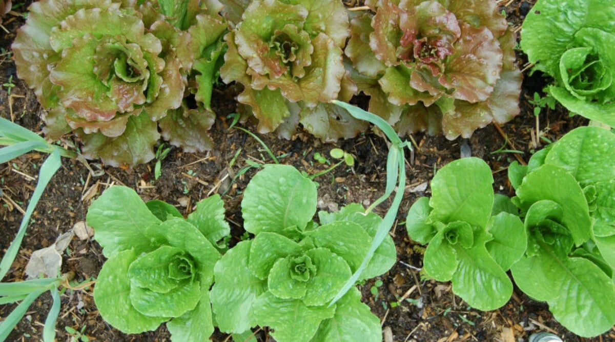 Holon – Organic Lettuce Seed
