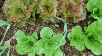 Holon – Organic Lettuce Seed