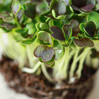 Pac Choi, Red Choi – Microgreen Seed