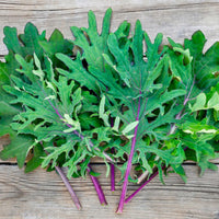 Kale Red Russian Vegetable Seeds