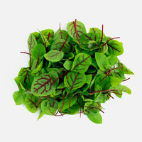 Sorrel – Microgreen Seed