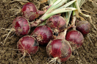 Red Rock – Onion Seed