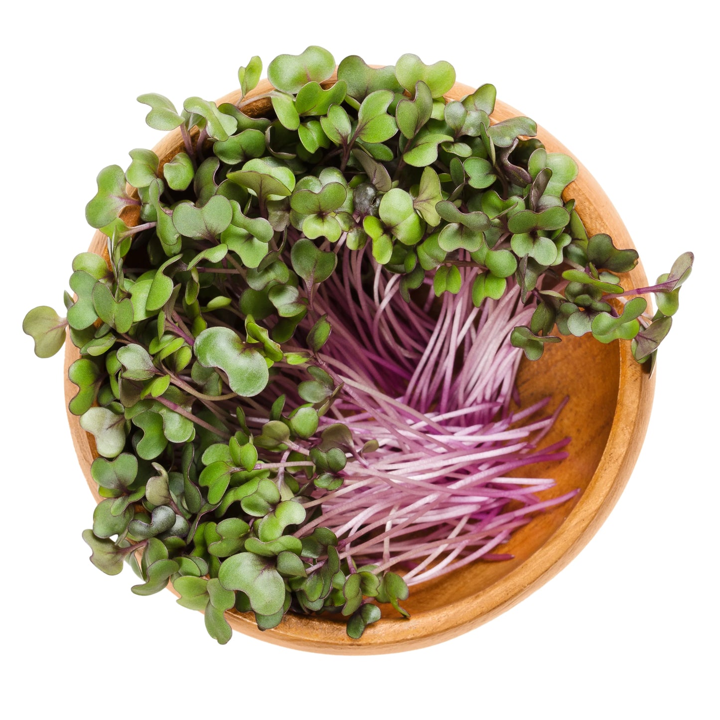 Cabbage, Red – Organic Microgreen Seed