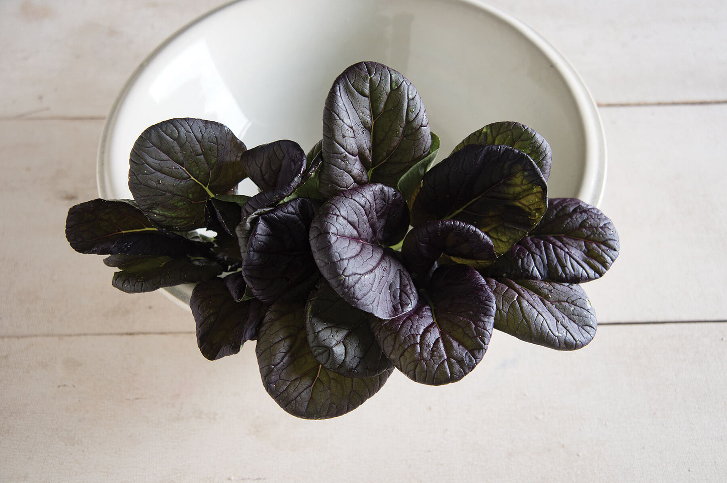 Red Cloud – Red Tatsoi Seeds