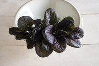 Red Cloud – Red Tatsoi Seeds