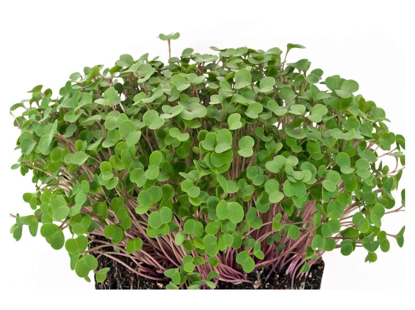 Kale, Red Russian – Microgreen Seed