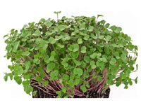 Kale, Red Russian – Microgreen Seed