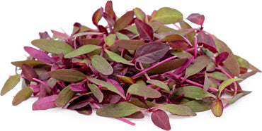 Orach, Scarlet – Microgreen Seed