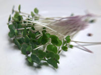 Kale, Red Russian – Microgreen Seed
