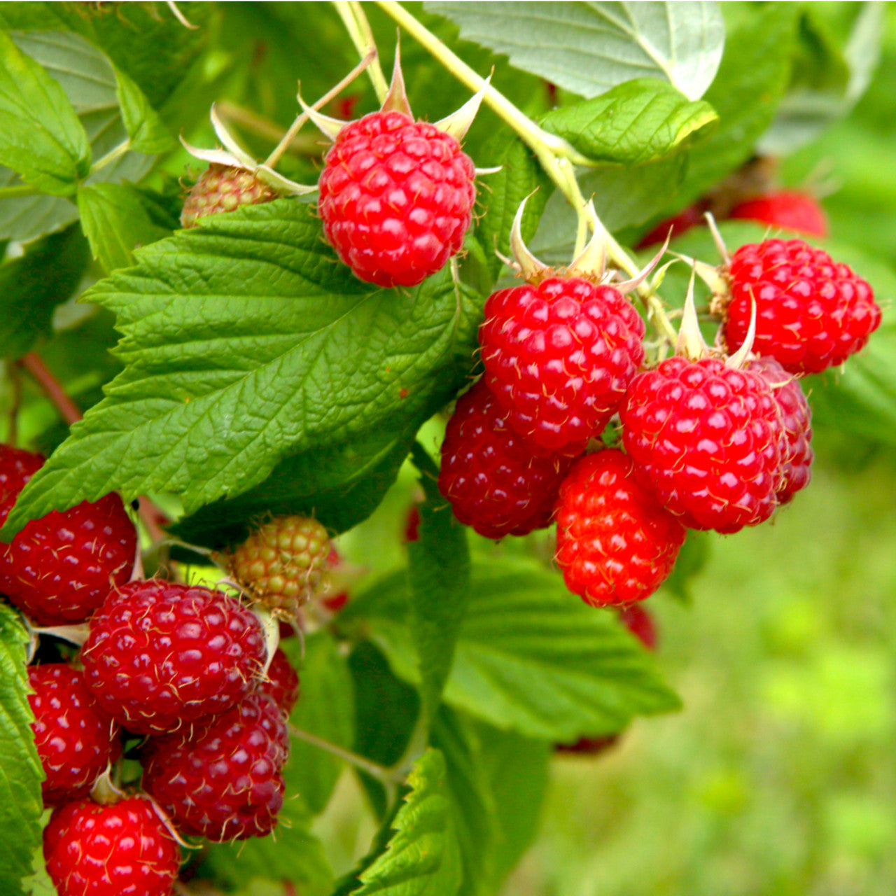 Raspberry- Chilcotin (Cane)
