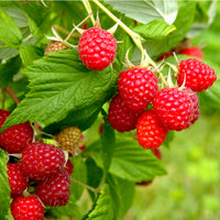 Raspberry- Chilcotin (Cane)