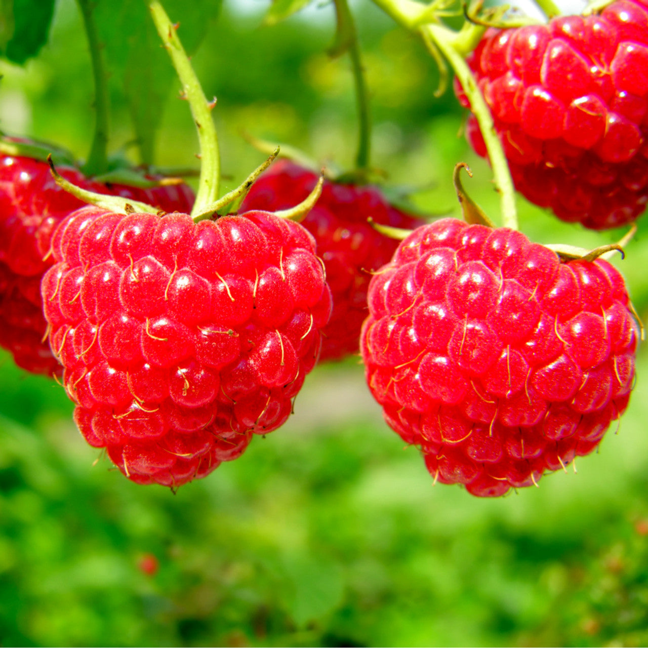 Raspberry- Chilcotin (Cane)