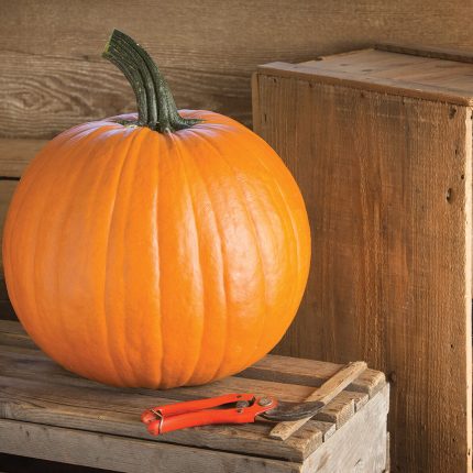 Flatso – Pumpkin Seed