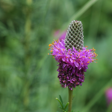 Heirloom Non-GMO Dalea Purpurea Flower Seeds for Planting – Pollinator-Friendly Purple Prairie Blooms
