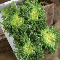 Eros – Organic Escarole Seed