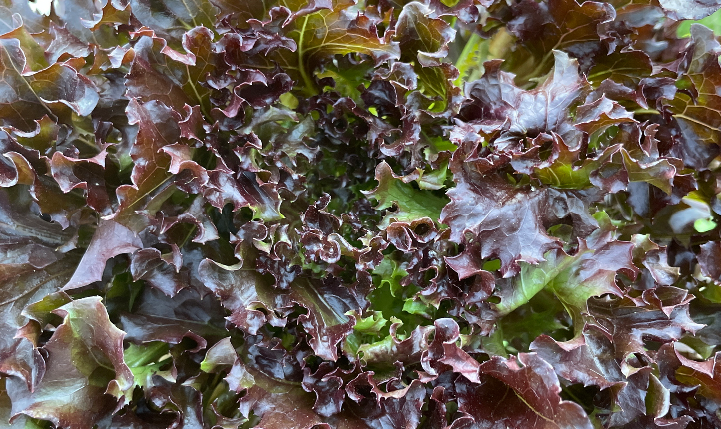 Rhone – Organic Pelleted Lettuce Seed