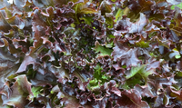 Rhone – Organic Pelleted Lettuce Seed
