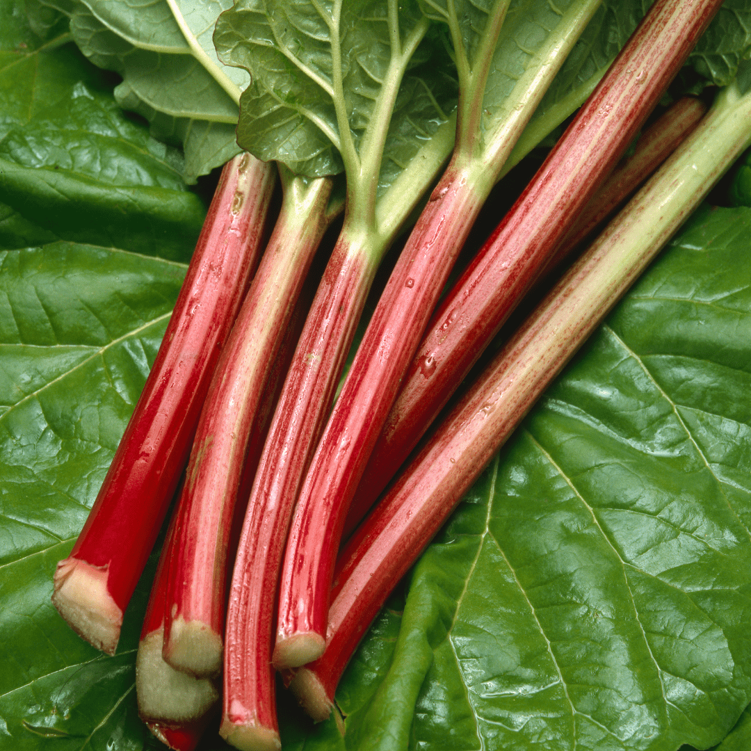 Rhubarb- Victoria