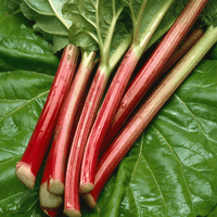 Rhubarb- Victoria