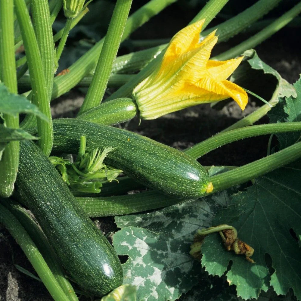 Noche – Zucchini Squash Seed
