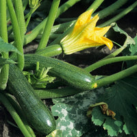 Spineless Perfection – Zucchini Squash Seed