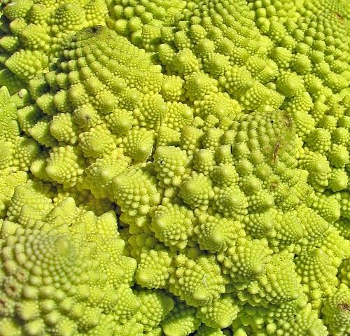 Rich Tower Pagoda Culiflower Bonsai Organic Vegetable Bonsai See