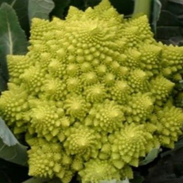 Rich Tower Pagoda Culiflower Bonsai Organic Vegetable Bonsai See