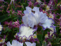 Rings True Bearded Iris